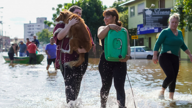 A foto mostra os animais sendo resgatados